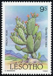 Opuntia ficus-indica