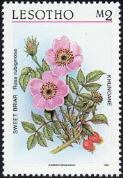 ロサ・ルビギノーサ Rosa rubiginosa