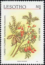 ステルランディア・フルテスケンス　Sutherlandia frutescens