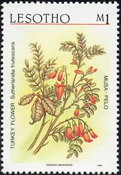 ステルランディア・フルテスケンス Sutherlandia frutescens