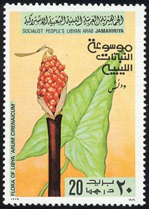 Arum cirenaicum