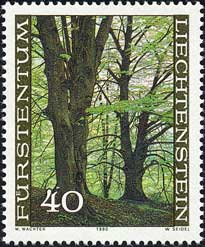 ヨーロッパブナ新緑 Fagus sylvatica