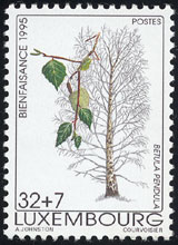 Betula pendula