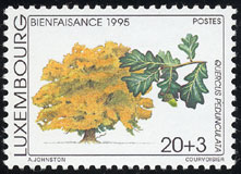 Quercus pedunculata