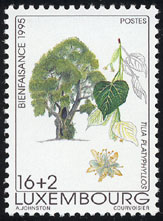 Tilia platyphyllos