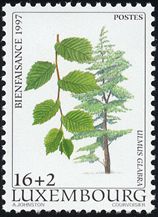 Ulmus glabra