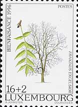 Fraxinus excelsior