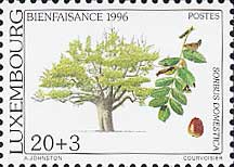 ソルブス・ドメスティカ　Sorbus domestica