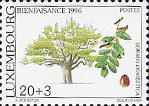 ソルブス・ドメスティカ　Sorbus domestica