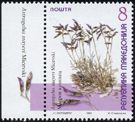アストラガルス・マイエリ　Astragalus mayeri