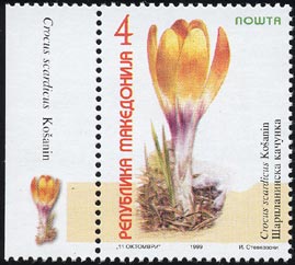 クロクス・スカルディクス　Crocus scardicus