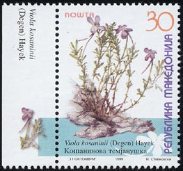 ウィオラ・コサニニイ　Viola kosaninii