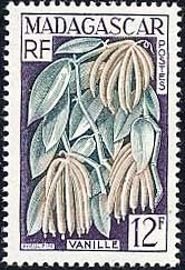 バニラ　Vanilla planifolia