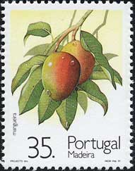 マンゴー Mangifera indica