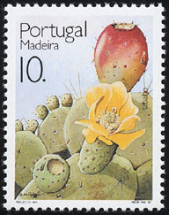 Opuntia ficus-indica