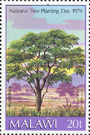 Pterocarpus angolensis