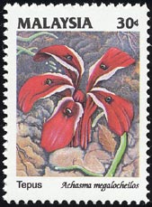 GgQEbgX@Etlingera littoralis