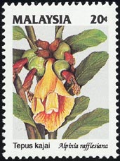 アルピニア・ラフレシアナ　Alpinia rafflesiana