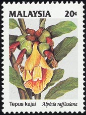 AsjAEtVAi@Alpinia rafflesiana