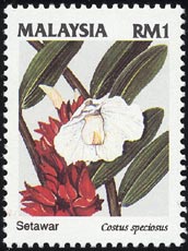 オオホザキアヤメ Costus speciosus