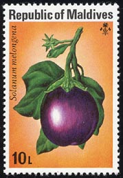 Solanum melongena