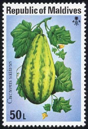 Cucumis sativus