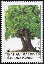 パンノキ　Artocarpus altilis