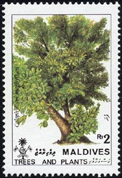 テリハボク Calophyllum inophyllum