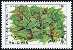サツマイモ Ipomoea batatas