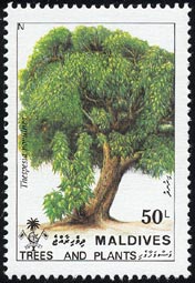 サキシマハマボウ Thespesia populnea