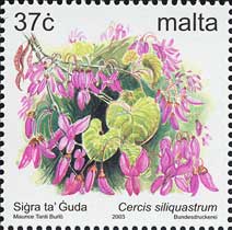 セイヨウハナズオウ Cercis siliquastrum