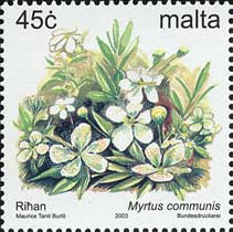 ギンバイカ　Myrtus communis