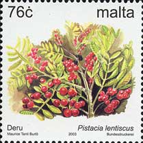マスティクス Pistacia lentiscus