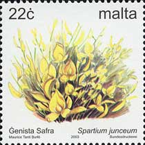 レダマ Spartium junceum
