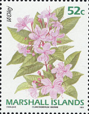 Clerodendrum inerme