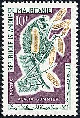 Acacia gommier