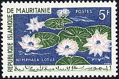 Nymphaea lotus