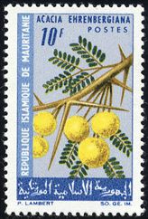 Acacia ehrenbergiana