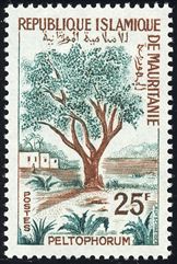 ペルトフォルム・アフリカヌム Peltophorum africanum