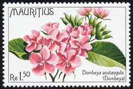 Dombeya acutangula