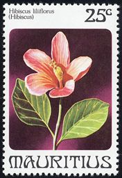 Hibiscus liliflorus