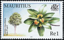 フォエティディア・マウリティアナ　Foetidia mauritiana