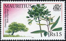 ガストニア・マウリティアナ Gastonia mauritiana