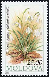 スノードロップ Galanthus nivalis