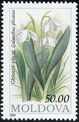 Galanthus plicatus