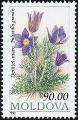 Pulsatilla grandis