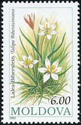Tulipa bibersteiniana