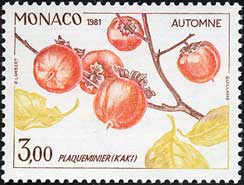 柿 秋 Diospyros kaki Autumn