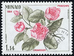 Cydonia oblonga(Spring)