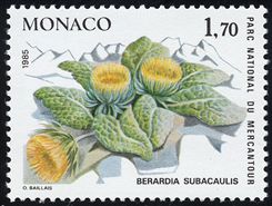 Berardia subacaulis